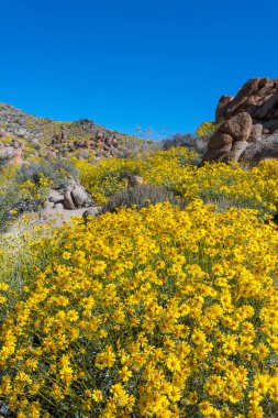 California süper Bloom sırasında sarı Bristlebush