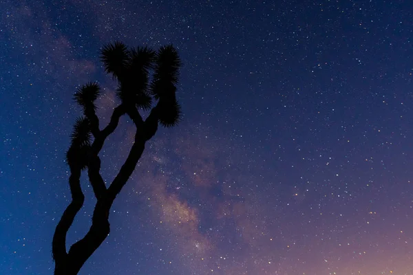 Un árbol Gnarly Joshua es Silueteado por la Vía Láctea — Foto de Stock