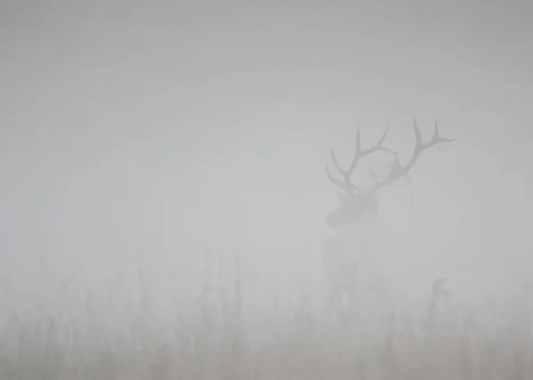Elk toro se para en la atención en la niebla gruesa —  Fotos de Stock