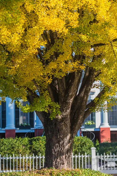 Close Up of Ginkgo Tree in the Fall — Stock Photo, Image