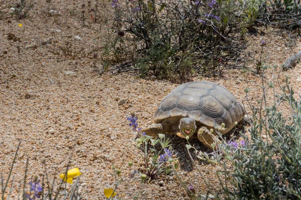 Pustynny żółw otarcia na wiosenne kwiaty — Zdjęcie stockowe
