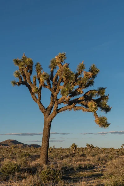 Grand arbre Joshua dans la lumière de l'après-midi — Photo