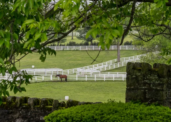 Peeking keresztül a fák, a ló legelő — Stock Fotó