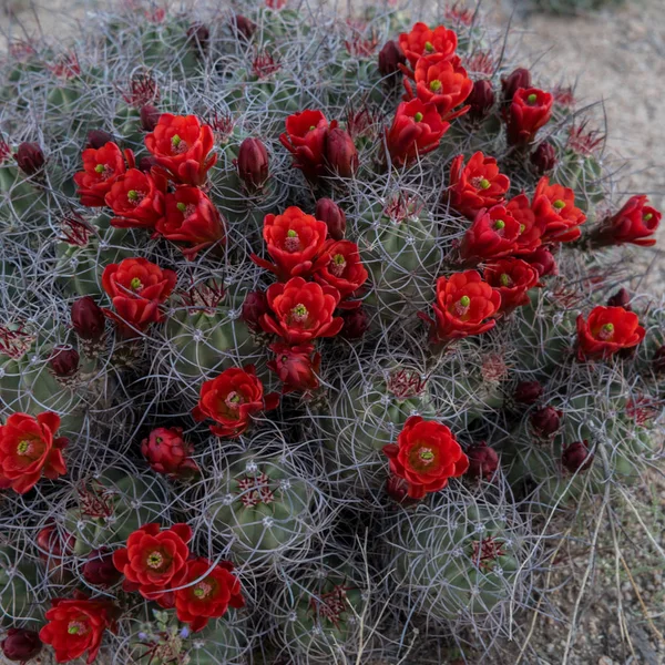 Claret Cup Cactus Covered in Red Blooms — Stock Photo, Image