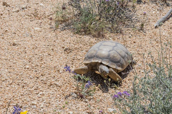 Pustynny żółw krzyże pędzel w Joshua Tree — Zdjęcie stockowe