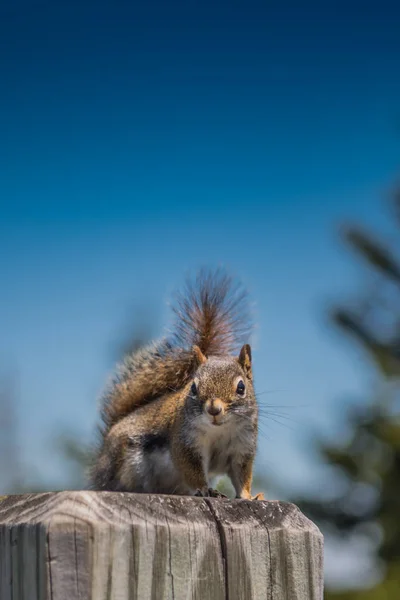 空腹リスが食べ物を頼む — ストック写真