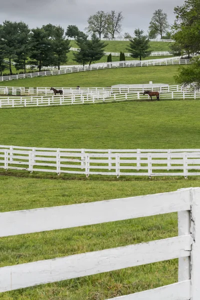 Looking Over White Fences on Horse Farm — Stock Photo, Image