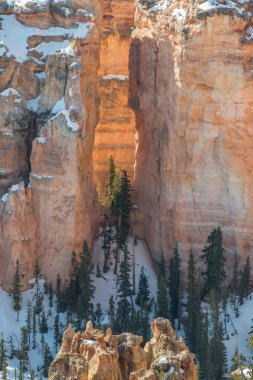 Çam ağaçları ve kar oluşumu içinde 