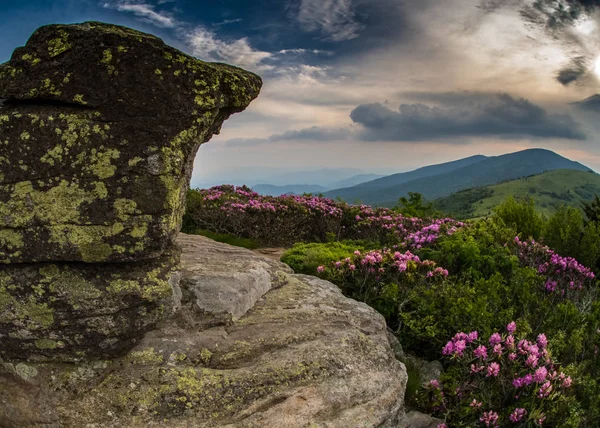Rocky Lookout on Jane Bald with Rhododendron — Stock Photo, Image