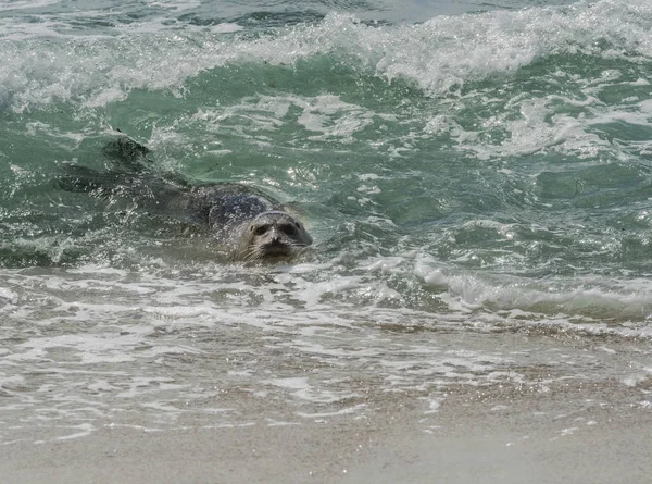 Robbensurfen im Krickente-Wasser — Stockfoto