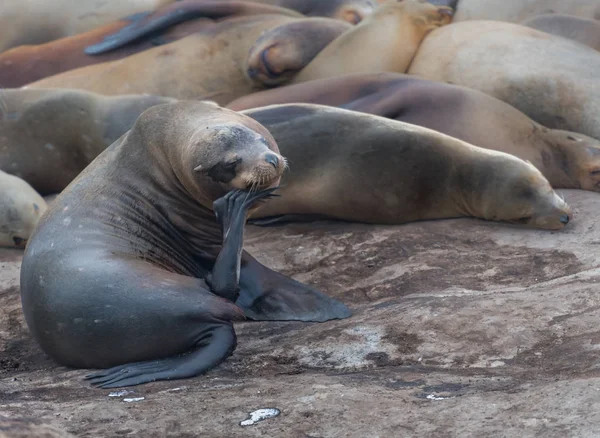 Il leone marino pensatore — Foto Stock