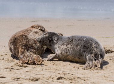 Annesi uyurken genç yavru hemşireler mühür