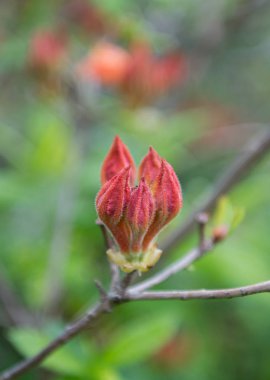 Alev Azalea tomurcukları sisli sabahı