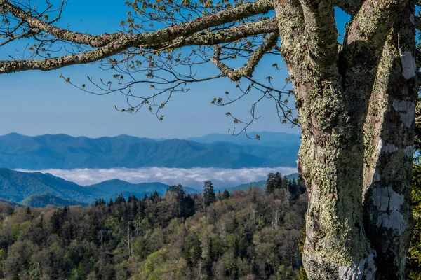 La niebla cuelga en el valle a principios de primavera —  Fotos de Stock