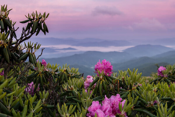 Foggy Valley and Pink Sky Behind Rhododendron