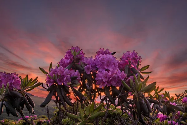 Olhando acima em flores do Rhododendron com por do sol — Fotografia de Stock