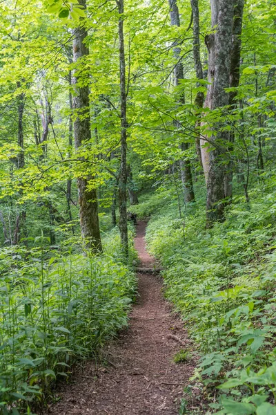 Lush Green Appalachian Trail Headed South
