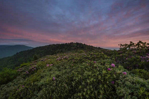 Pembe bulutların üzerinde ormangülü çiçek — Stok fotoğraf