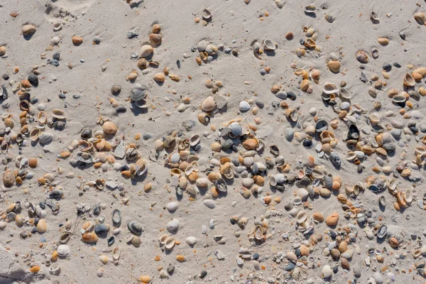 Conchas esparcidas por la playa de arena —  Fotos de Stock
