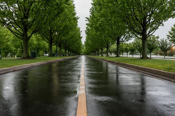 Wet Tree Lined Road in Spring — Stock Photo, Image