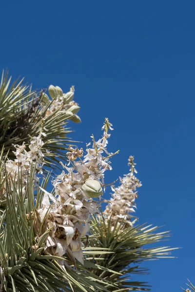 Fleurs de Joshua Tree sur le ciel bleu — Photo