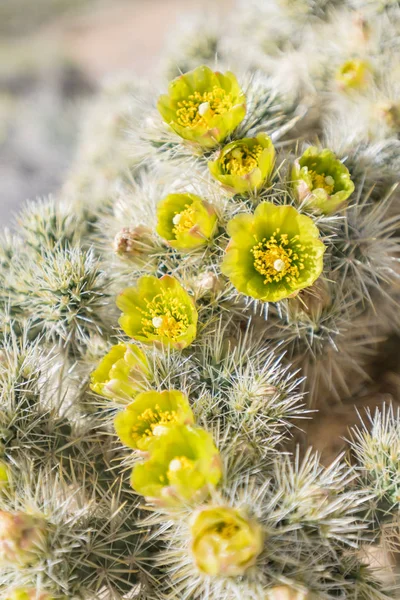 Gümüş Cholla çiçek California Çölü'nde büyük bir grup