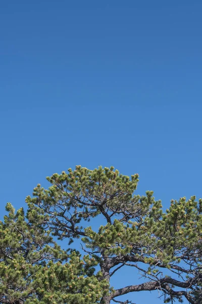 Pinheiro sobre céu azul vertical — Fotografia de Stock