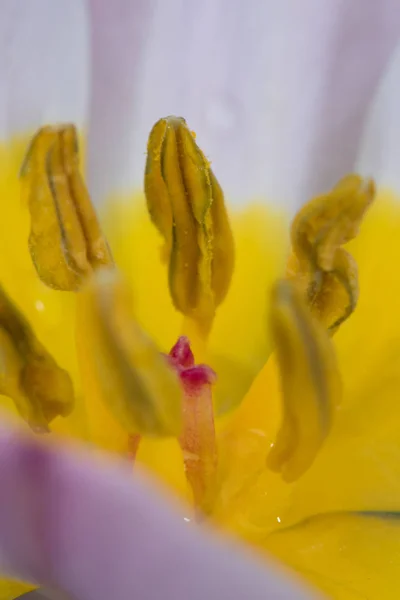 Stigma Covered in Pollen — Stock Photo, Image