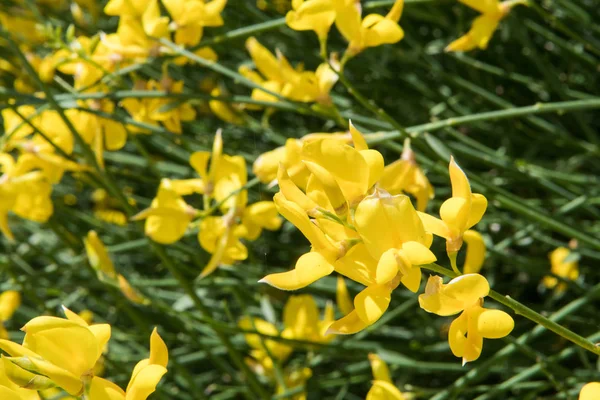 Fleurs jaunes fleurissent à travers l'image — Photo