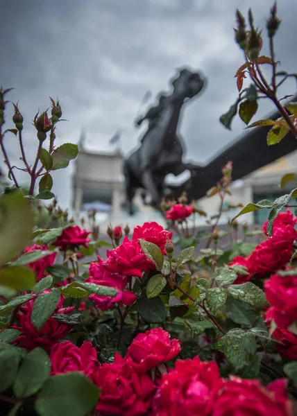 Wet Roses and Barbaro Statue — Stock Photo, Image