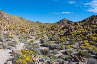Çiçek açan Vadisi içinde Bristlebush kaplı