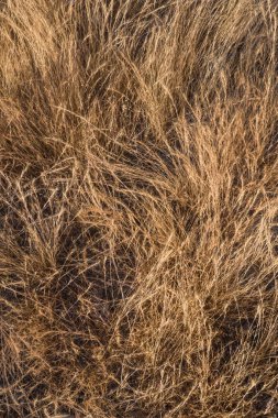 Kahverengi çim arka plan görüntüsü
