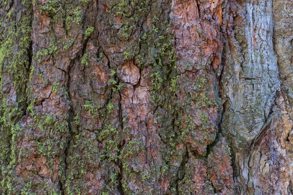 Mossa växer på Sequoia Bark — Stockfoto