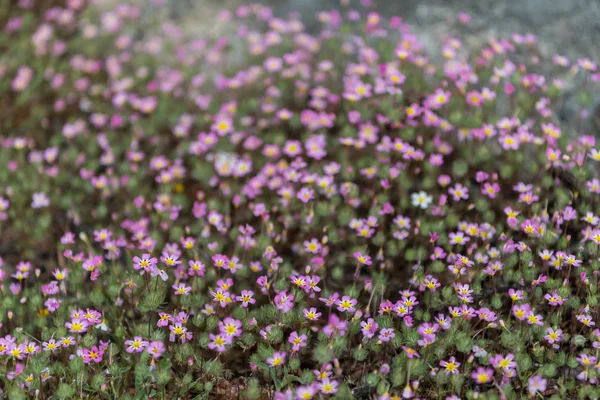 Pink Flowers Grow in Moss