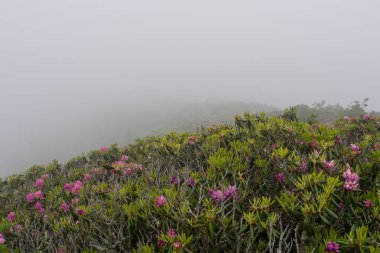 Ormangülü çiçek üstüne sisli kopya boşluk