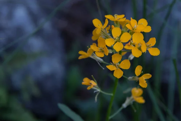 Tmavě žluté květy s Copy prostor — Stock fotografie