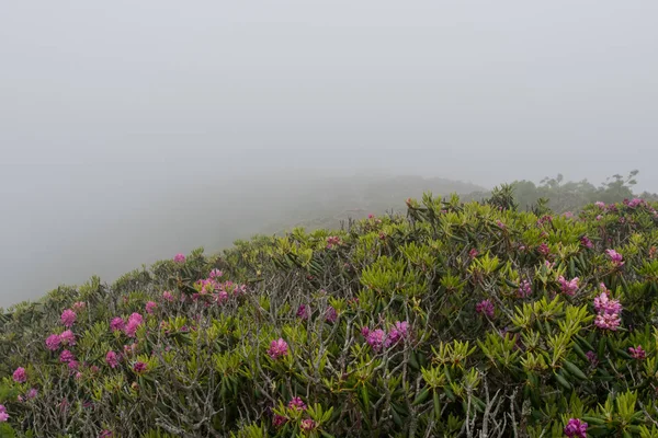 Ormangülü çiçek üstüne sisli kopya boşluk