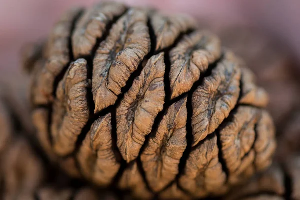 Detail on Sequoia Seed — Stock Photo, Image