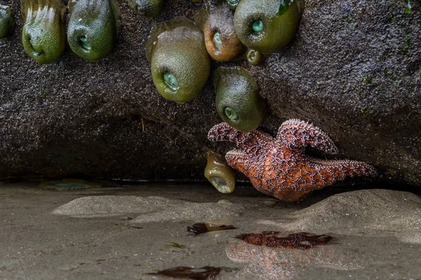 Turuncu Sea Star ve anemon — Stok fotoğraf