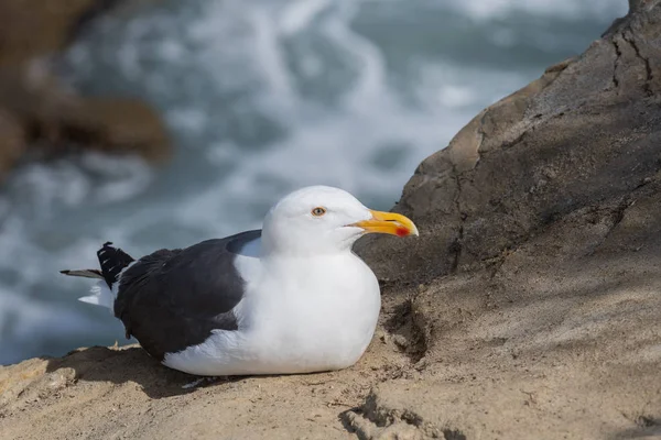 Sea Gull Senta-se em Rocky Cliff — Fotografia de Stock