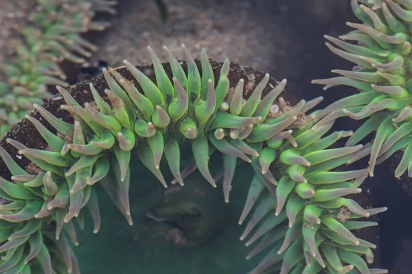 Tentacles of Sea Anemone Under Water — Stock Photo, Image