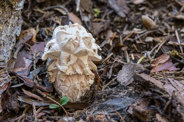 Белый гриб растет через наземное покрытие — стоковое фото