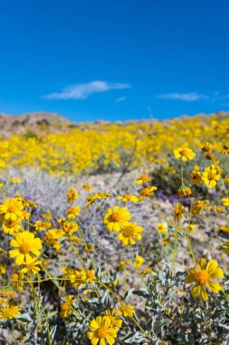 Bristlebush çiçek ve mavi gökyüzü