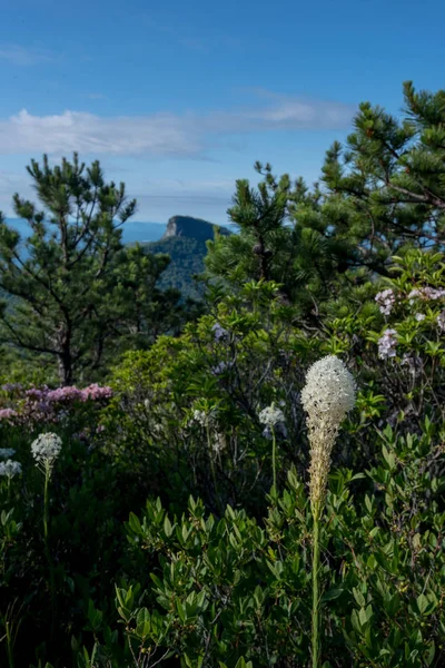 Hawksbill Dağı'nda ayı çimen çiçek — Stok fotoğraf
