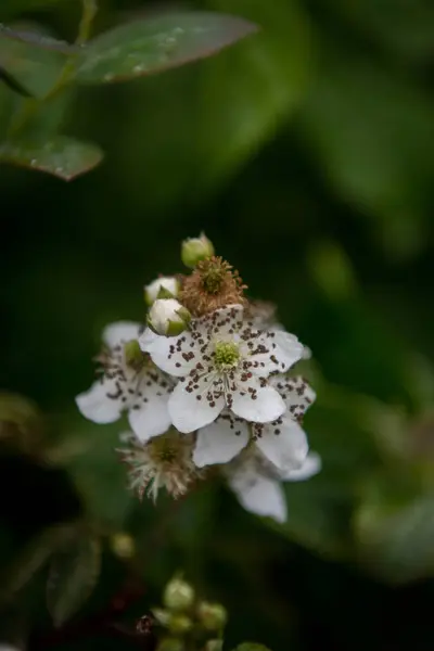 Blackberry Bloom Vista superior — Foto de Stock