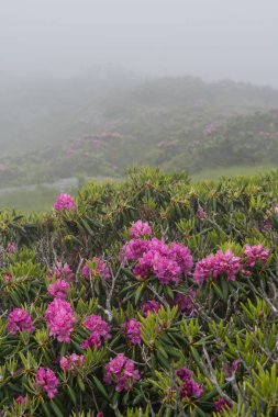 Sis ormangülü çiçek Engulfs