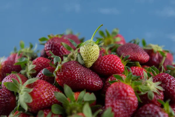 Grüne Erdbeere sitzt auf einem Haufen reifer Beeren — Stockfoto
