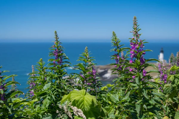 La vida floja púrpura crece por encima del océano Pacífico — Foto de Stock