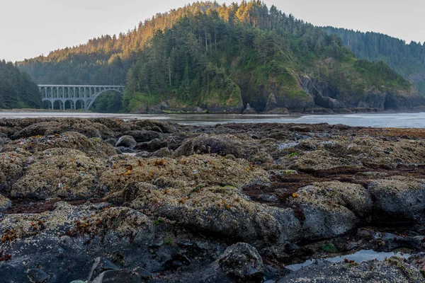 Kayalar Heceta Beach altında gelgit havuzlarında