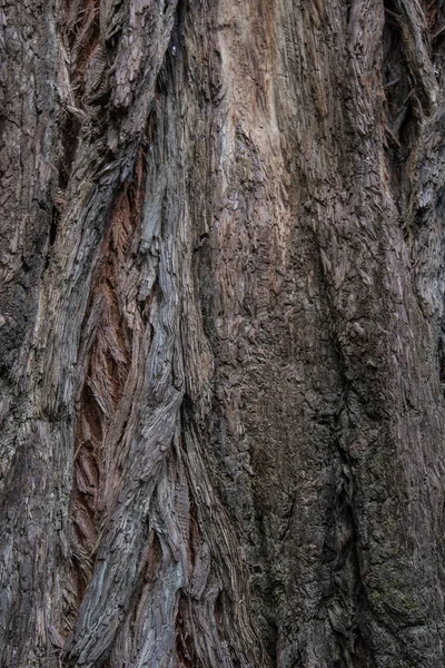 Drsný Redwood kůra — Stock fotografie